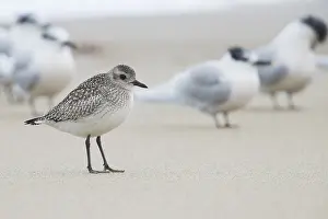 Grey Plover Prints: Grey Plover