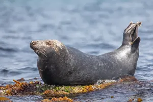 Marine Mammal Europe Prints: Grey seal