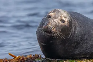 Ocean Wildlife Photography Prints: Grey seal