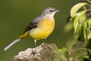 Grey Wagtail Print, First Winter Plumage