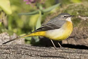 Grey Wagtail Bird Prints: Grey Wagtail