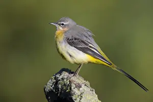 Grey Wagtail Bird Prints: Grey Wagtail
