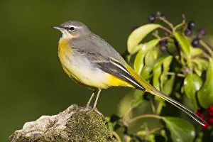 Grey Wagtail Bird Prints: Grey Wagtail