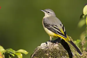 Grey Wagtail Bird Prints: Grey Wagtail