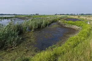 Europe Summer Landscapes Prints: Groene Jonker