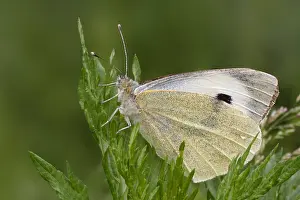 Large White Butterfly Prints: Groot Koolwitje, Large White