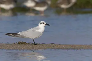 Gull-billed Tern Print, Standing on Mud in Salalah, Oman