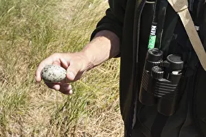 Northern Lapwing Habitat Prints: Gull egg