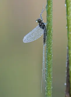 August Prints: Ephemeroptera Print: Haft in Ochtenddauw