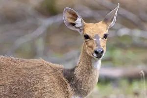 Close Up Animal Pictures Prints: Harnessed Bushbuck, Tragelaphus scriptus