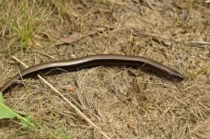Anguis Fragilis Species Prints: Hazelworm