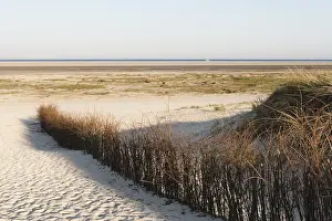 Marram Grass Europe Prints: Helmgras, Marram Grass