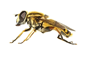 European Hoverfly Prints: Helophilus pendulus