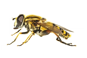 European Hoverfly Prints: Helophilus pendulus