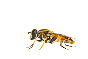 European Hoverfly Prints: Helophilus pendulus