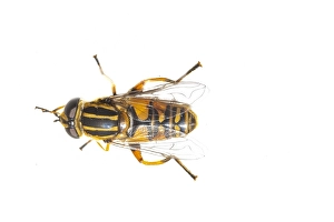 European Hoverfly Prints: Helophilus pendulus