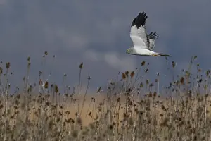 Hen Harrier Prints: Hen Harrier
