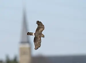 Hen Harrier Prints: Hen Harrier;Circus cyaneus
