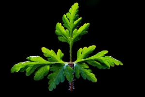 Geranium Robertianum Prints: Herb Robert, Geranium robertianum