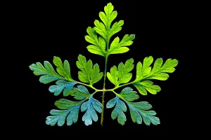 Geranium Robertianum Prints: Herb Robert, Geranium robertianum