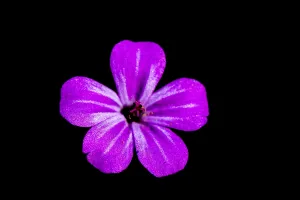 Dutch Garden Flowers Prints: Herb Robert, Geranium robertianum