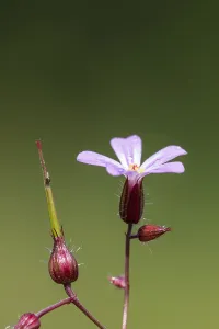 Geranium Robertianum Prints: Herb Robert, Geranium robertianum