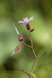 Geranium Robertianum Prints: Herb Robert, Geranium robertianum