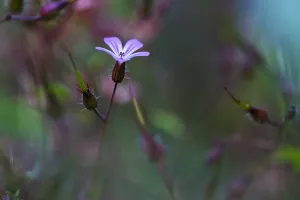 Geranium Robertianum Prints: Herb Robert, Geranium robertianum