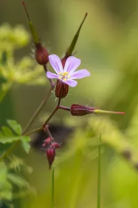 Nature Garden Flowers Prints: Herb Robert, Geranium robertianum