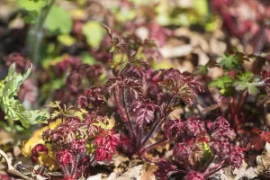 Geranium Robertianum Prints: Herb Robert, Geranium robertianum