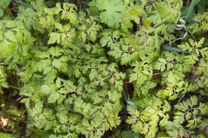Purple Flowering Plant Prints: Herb Robert, Geranium robertianum