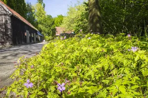 Spring Blossom Prints: Herb Robert, Geranium robertianum