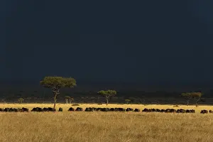 Connochaetes Taurinus Species Prints: A herd of migrating wildebeests