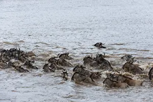 Connochaetes Taurinus Images Prints: A herd of migrating wildebeests