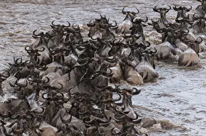 Kenya Safari Animals Prints: A herd of migrating wildebeests
