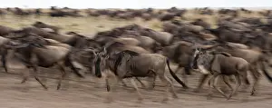 National Park Photography Prints: A herd of migrating wildebeests