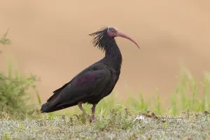 Northern Bald Ibis Prints: Heremietibis, Waldrapp, Geronticus eremita