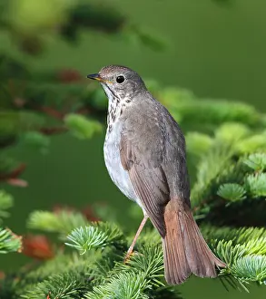 Alaska Wildlife Images Prints: Hermit Thrush Catharus guttatus