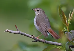 Alaska Nature Photography Prints: Hermit Thrush Catharus guttatus