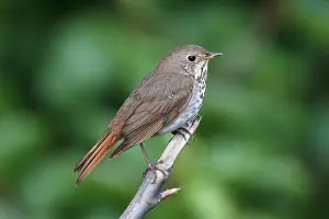 Homer Alaska Wildlife Prints: Hermit Thrush Catharus guttatus