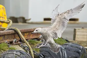 Herring Gull Prints: Herring Gull