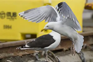 Herring Gull Prints: Herring Gull