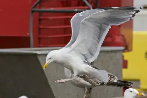 Herring Gull Prints: Herring Gull