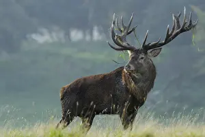 Red Deer Images Prints: hert in bronstijd