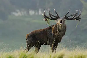 Red Deer Prints: hert in bronstijd