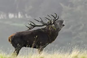 Red Deer Prints: hert in bronstijd