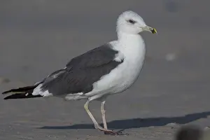 Charadriiformes Family Prints: Heuglin's Gull