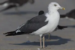 Laridae Family Birds Prints: Heuglin's Gull