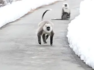 Endangered Species In Asia Prints: Himalayan grey langur Semnopithecus ajax