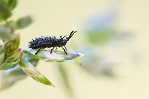Images Dated 18th May 2020: Hispa atra Print, Male Beetle Image